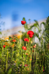 Fototapety na wymiar - Fototapeta24.pl