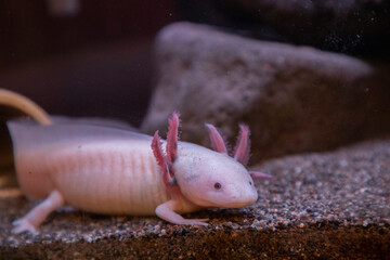 Axolotl with Fluffy Pink Gills in front of Rocks on Sand