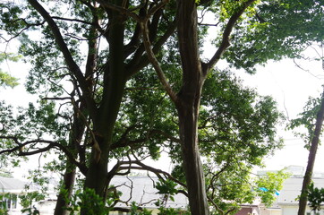tree in the park