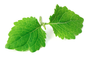 Obraz premium fresh Patchouli (Pogostemon cablin) leaves isolated on the white background