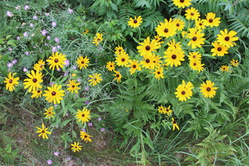 yellow flowers in the grass