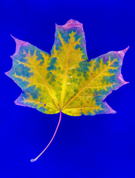 Autumn dried leaf of a plant on a blue background