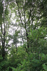 Fototapeta premium forest in the morning