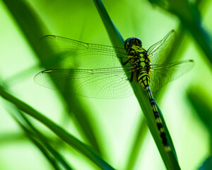 yellow backed dragonfly. Photo take in the Philippines.