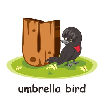 Umbrellabird Images – Browse 169 Stock Photos, Vectors, and Video | Adobe  Stock