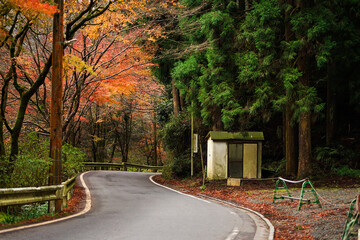 Small huts near the road in the Jungle with beautiful maple leaves in Autumn season.