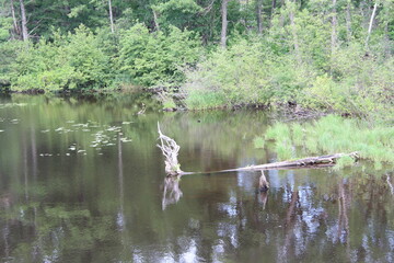 Obraz premium wild duck in the swamp