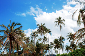 Fototapeta na wymiar Coconut tree with sky in summer.