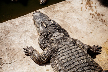 Crocodile in pond at sunlight.