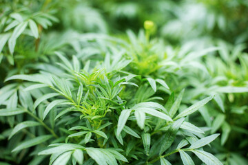 Leaves of marigold with sunrise.