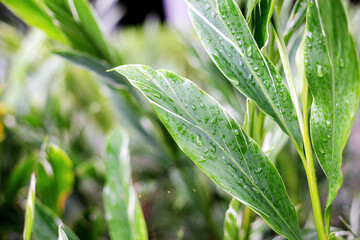 Leaves of plant at sunlight.