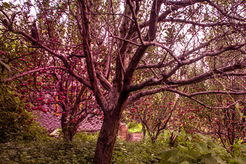 Fototapeta premium Apple orchard in the foothills of Himalayas