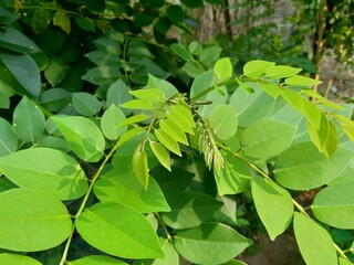 Dalbergia latifolia (also known as sonokeling, sanakeling, rosewood) with a natural background.