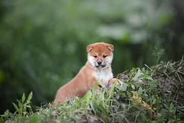 Portrait of beautiful and happy red shiba inu puppy lying in the green grass in summer. Cute japanese red dog