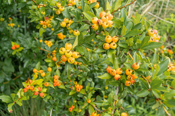 El árbol de Tejocote  está cargado de frutos.