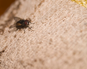 macro photo of fly in cotton fiber 