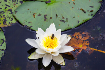 Blooming White water lily flower with an insect