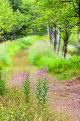 Forest footpath with flowering Fireweed flowers