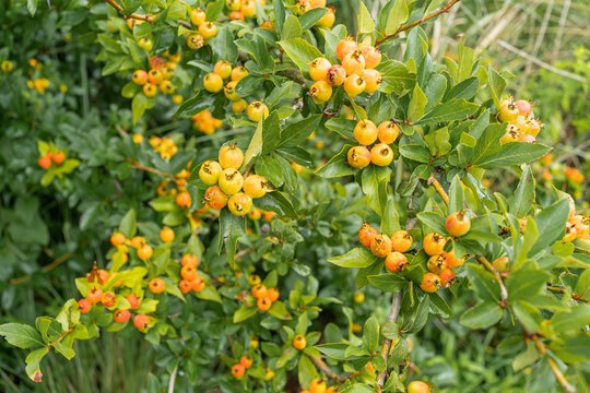 El &aacute;rbol de Tejocote  est&aacute; cargado de frutos.