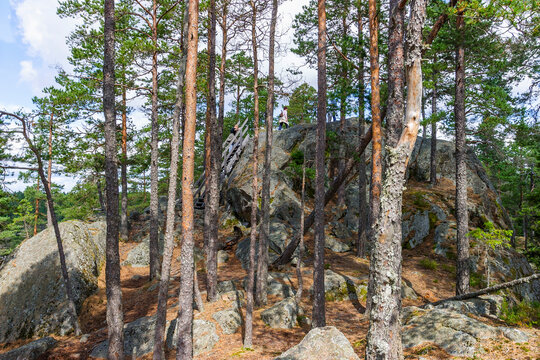 Pine forest with a rock formation