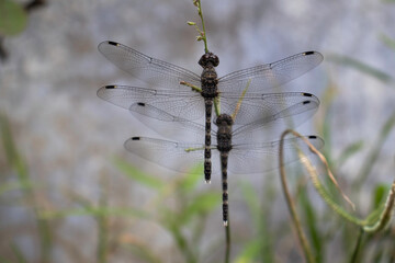 
dragon fly closeup macro shot beautiful wings nature 