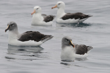 Obraz premium Grey Headed Albatros 
