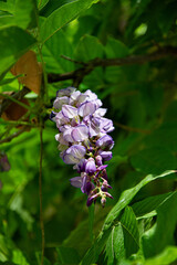 preciosa flor