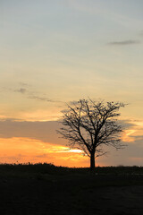 Fototapeta na wymiar Silhouette of a big trees during sunset in Tangsi Beach Situbondo