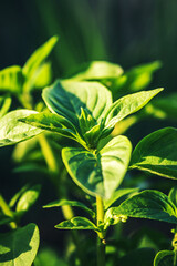 organic basil in the greenhouse. green basil leaves close up.