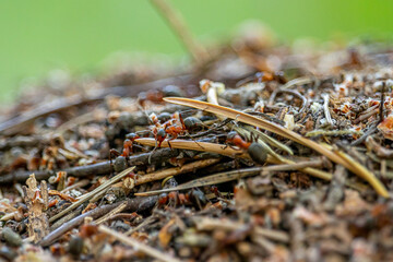 Life in an anthill. Ant close-up. Macro photo