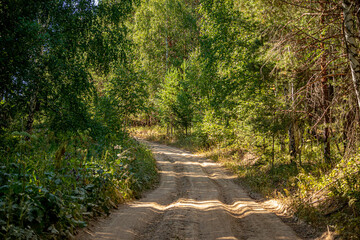 Forest dirt roads among trees and fields