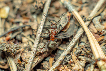 Life in an anthill. Ant close-up. Macro photo