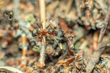 Life in an anthill. Ant close-up. Macro photo