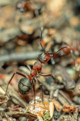 Life in an anthill. Ant close-up. Macro photo
