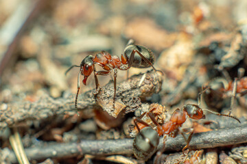 Life in an anthill. Ant close-up. Macro photo