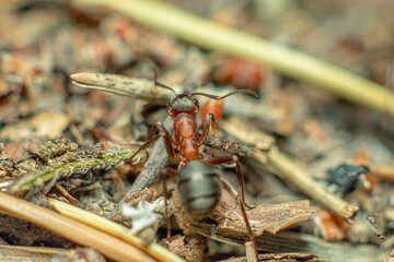 Naklejka premium Life in an anthill. Ant close-up. Macro photo
