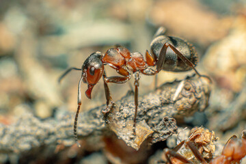 Life in an anthill. Ant close-up. Macro photo