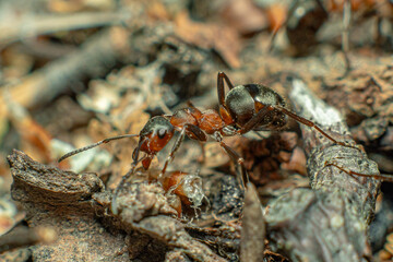 Life in an anthill. Ant close-up. Macro photo