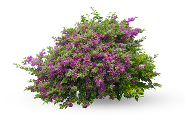 Tropical plant flower bush tree isolated on white background with clipping path