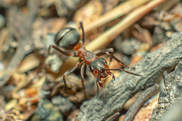 Life in an anthill. Ant close-up. Macro photo