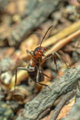 Life in an anthill. Ant close-up. Macro photo