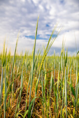 Green ears of wheat on the background of clouds