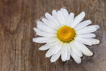 Fototapeta na wymiar Beautiful white chamomile flower in water on a won wooden surface