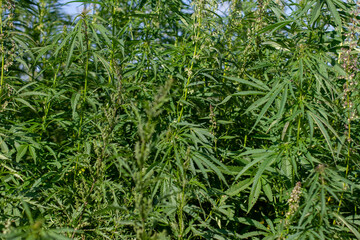 Cannabis field. Marijuana plants. Fresh hemp growing on a hemp farm.