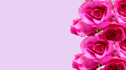  pink roses on pink background