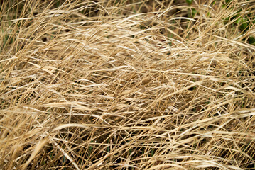 Soft focus grass hay for make background.