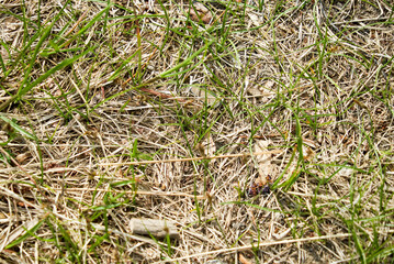 close-up of new grass growing on lawn with dry soil