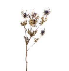 Dried Eryngium Orion flowers isolated