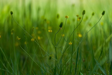 Grass field on a sunny morning