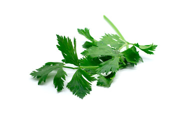 fresh green celery isolated on white background